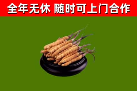 济宁烟酒回收冬虫夏草.jpg