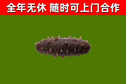 济宁烟酒回收干海参.jpg